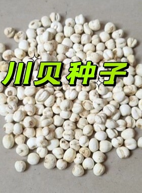 中药材种子川贝母青浙甘肃可