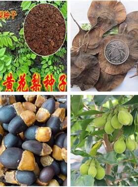 印度小叶紫檀种子红木香白海