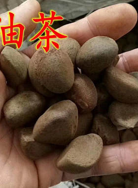 红花大果油茶籽白树种高产软