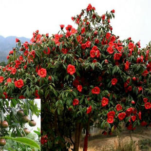 山茶花种子花卉花木林木油茶树种子盆栽山茶花树四季易种籽