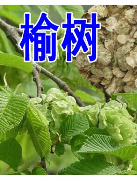 榆树种子籽墙的白钱金叶榔ab