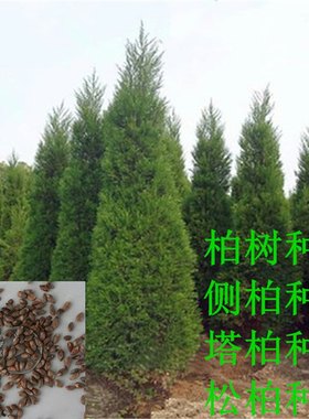 柏树种子塔墓地松桧洒金侧圆