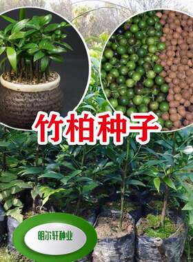 新鲜竹柏种子椰树罗汉柴庭院