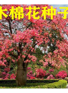 美丽异木棉种子花攀枝树大肚