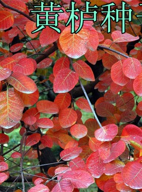 新采花种子黄栌烟树卉彩叶林