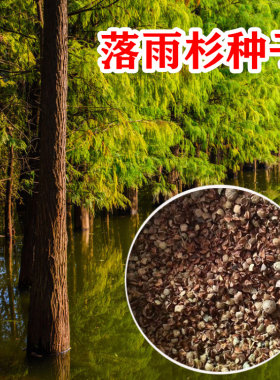 新采落雨杉种子水树绿化造林