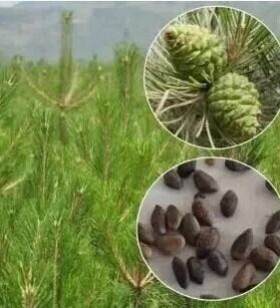 松树种子油黑雪白皮湿地马尾