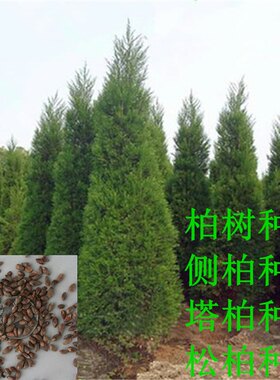柏树种子塔墓地松桧洒金侧圆