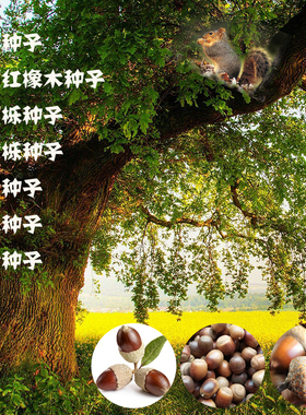 橡树种子青冈栎种麻栎种象树种橡籽美国红橡红栎树柞树娜塔栎种籽
