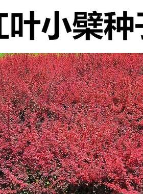 苗木种子红叶小波檗彩色紫a