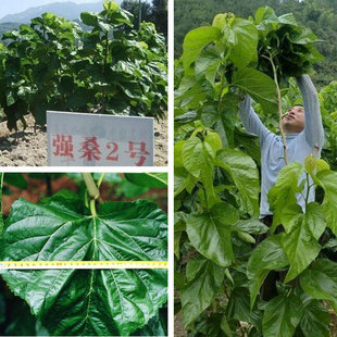 嫁接大叶强桑1号 2号桑树种子 四季种植钻木种子 养蚕桑籽