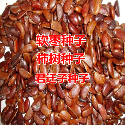 柿树种子君迁黑软枣籽嫁接核