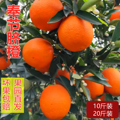 奉节脐橙园红福本带叶现摘现发20