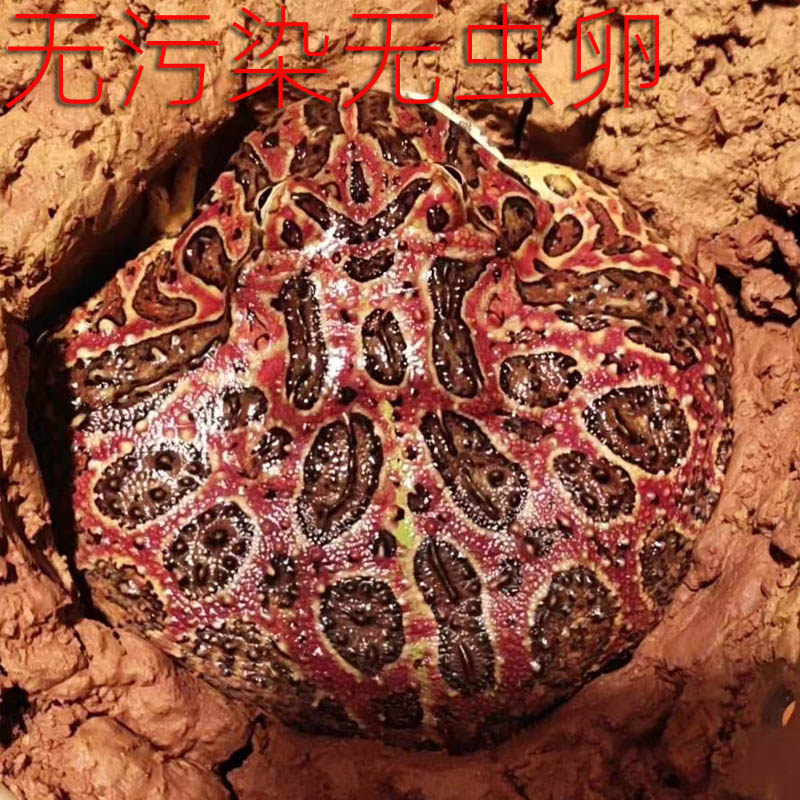 红土红泥土角蛙泥土红土垫材绿植配土腌蛋土无污染无虫卵红泥土