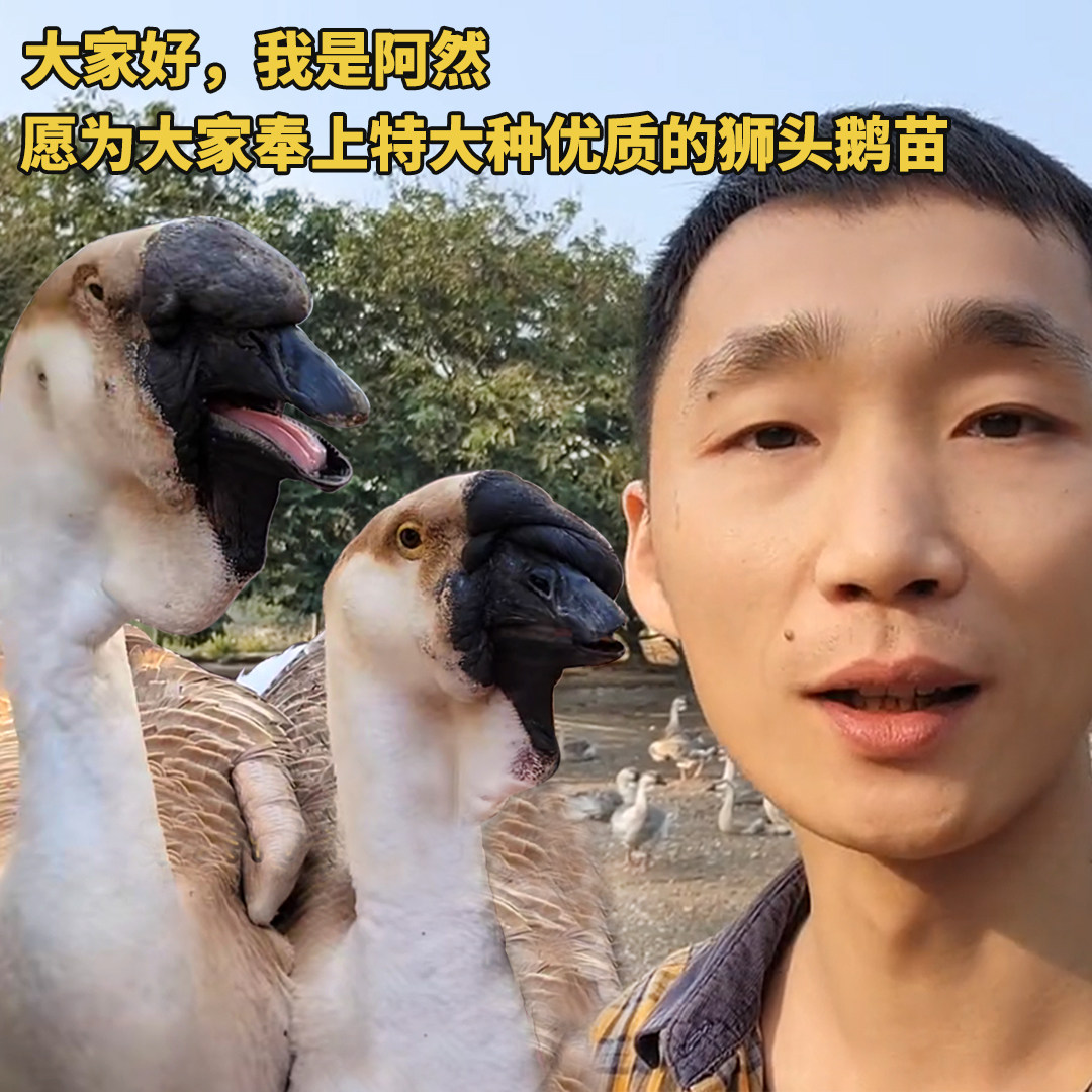 阿然狮头鹅农家特大种一代家养健康汕头澄海鹅肉高产大型狮子头鹅,宠物/宠物食品及用品,其它宠物,淘宝优惠券,粉丝福利购,淘宝优惠卷