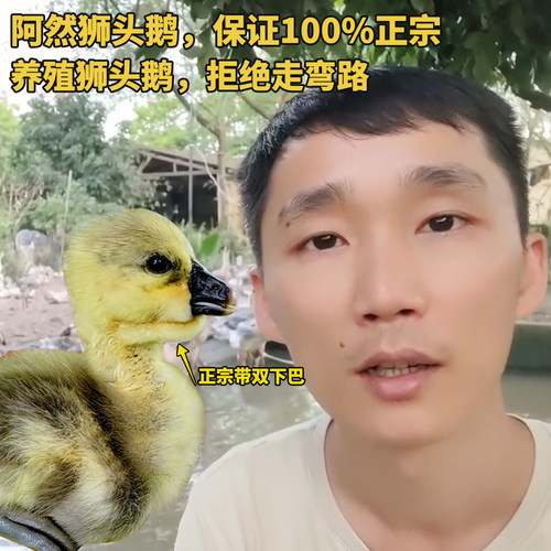 潮汕幼崽狮子头鹅挂脖双下巴肉鹅