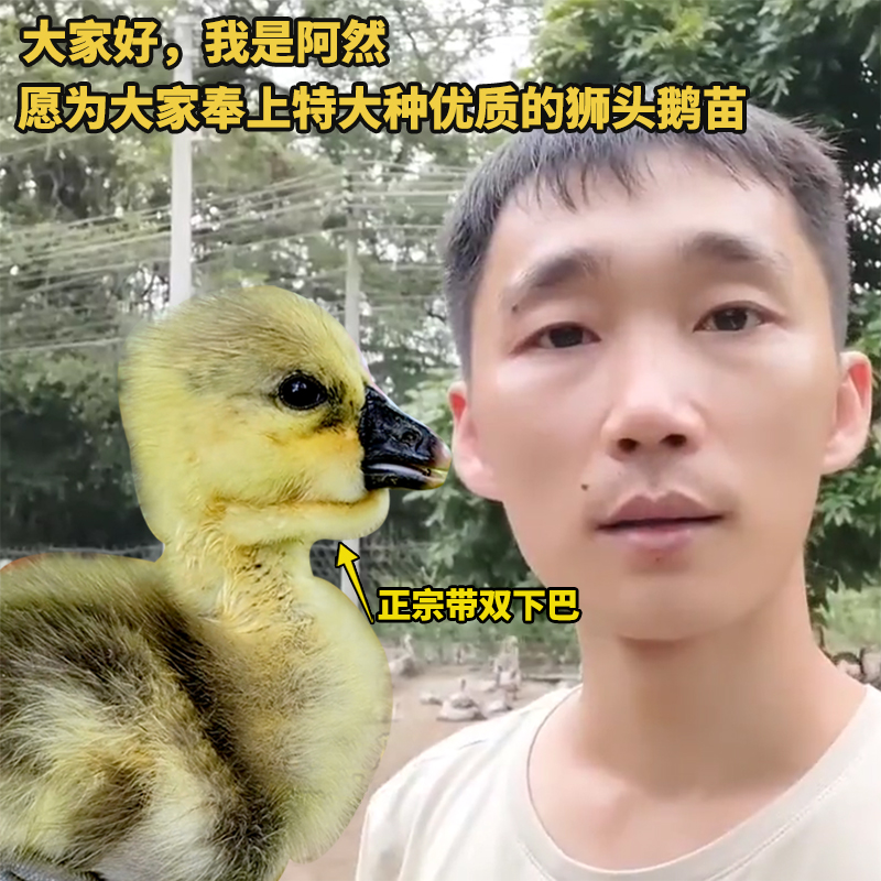 特大型保真顺丰快递巨无霸狮头鹅