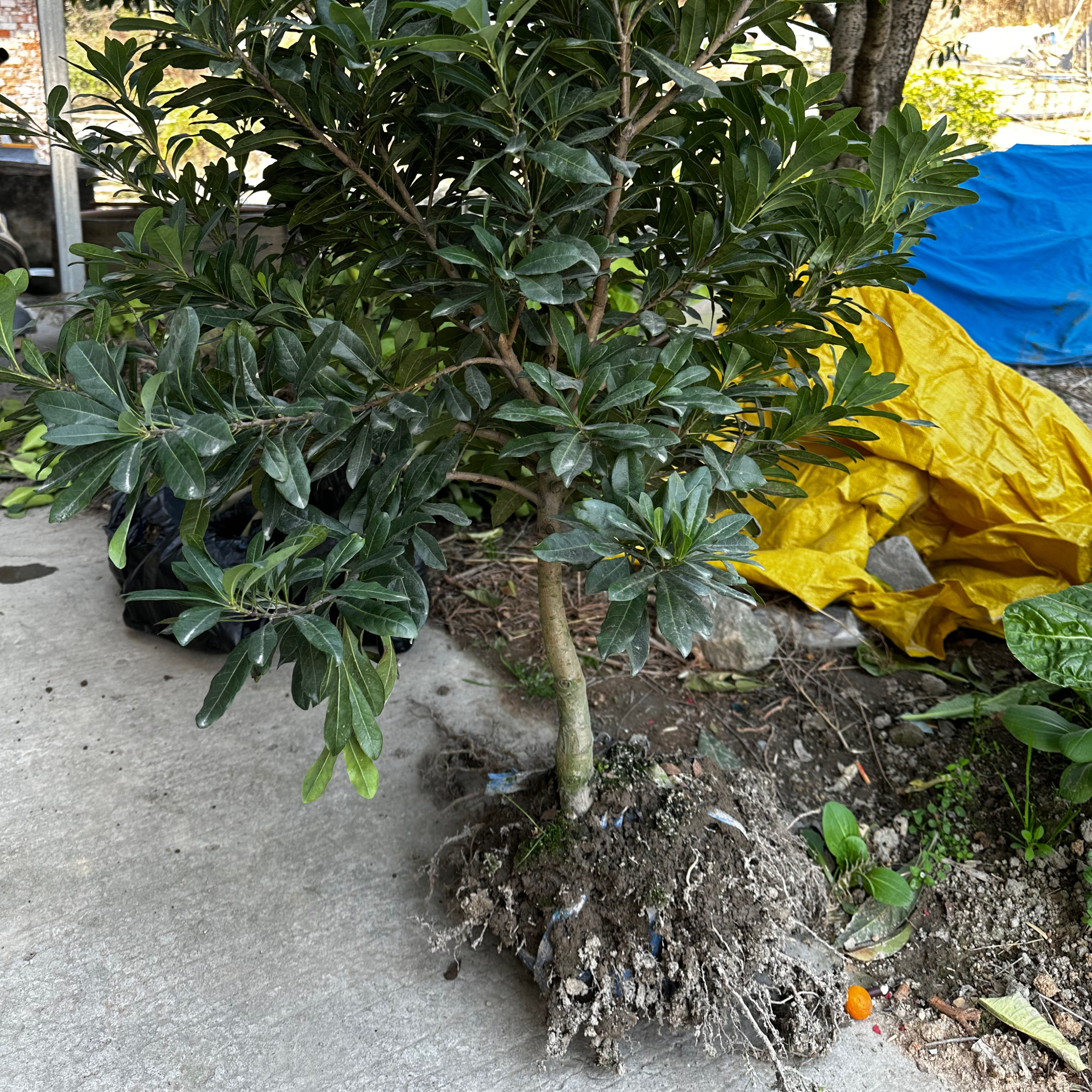 四年生东魁杨梅树苗 四年苗 仙居杨梅树苗 带土发货