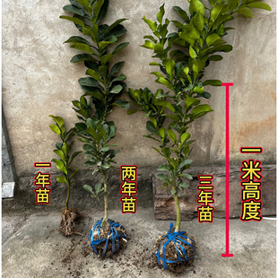 正宗玉环文旦树苗 玉环文旦苗。文旦苗 滦苗  玉环柚子苗