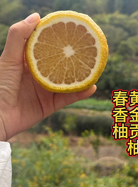 黄金贡柚树苗 嫁接苗 又名象山青 春香柚 日本引进 柚类新品种