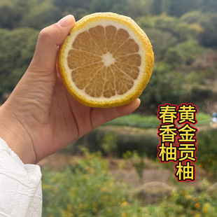 黄金贡柚树苗 嫁接苗 又名象山青 春香柚 日本引进 柚类新品种