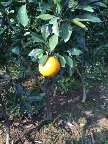正宗黄岩蜜橘树苗蜜桔苗早熟宫川涌泉蜜桔树苗