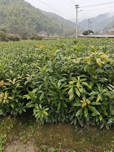 基地直销未嫁接1-2年杨梅苗果树苗 绿化苗 实生苗 野生苗征地赔偿