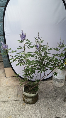 进口紫荆，穗花牡荆。灌木，耐寒耐热。驱蚊。适应能力强，花期长