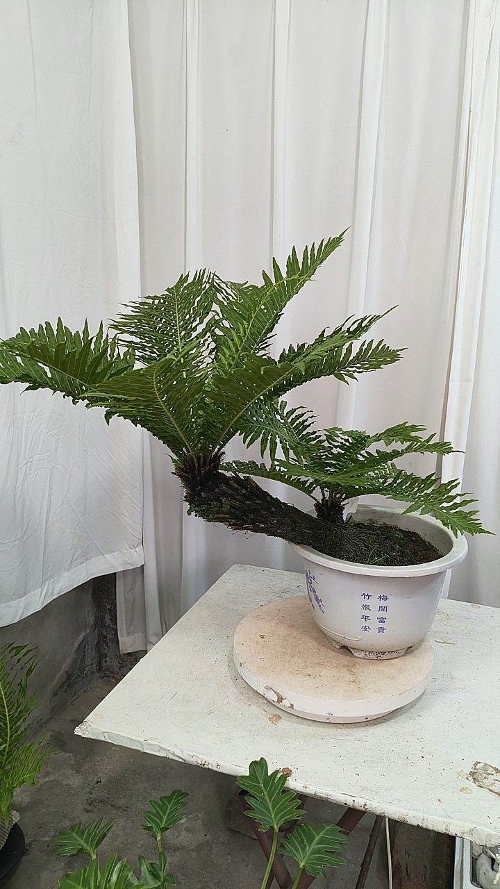 富贵蕨盆栽大型观叶类室内办公植物，北欧风四季常青，一图一拍,鲜花速递/花卉仿真/绿植园艺,大型绿植/成品组合盆栽,淘宝优惠券,粉丝福利购,淘宝优惠卷