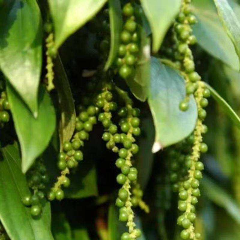 新鲜青胡椒粒海南特产现磨香料厨房家用炖肉火锅烧烤去腥提鲜调味,粮油调味/速食/干货/烘焙,香辛料/干调类,淘宝优惠券,粉丝福利购,淘宝优惠卷