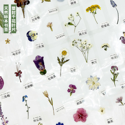 塑封真树叶花朵标本天然花叶学生礼物成品手工装饰植物书签集卡册