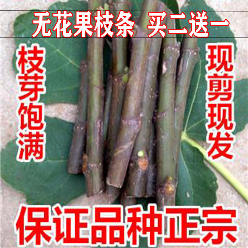 无花果扦插枝条新鲜现剪盆地栽阳