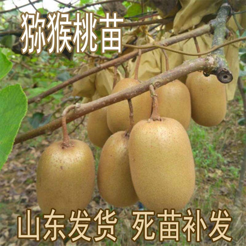 红心猕猴桃地栽红心猕猴桃南北方