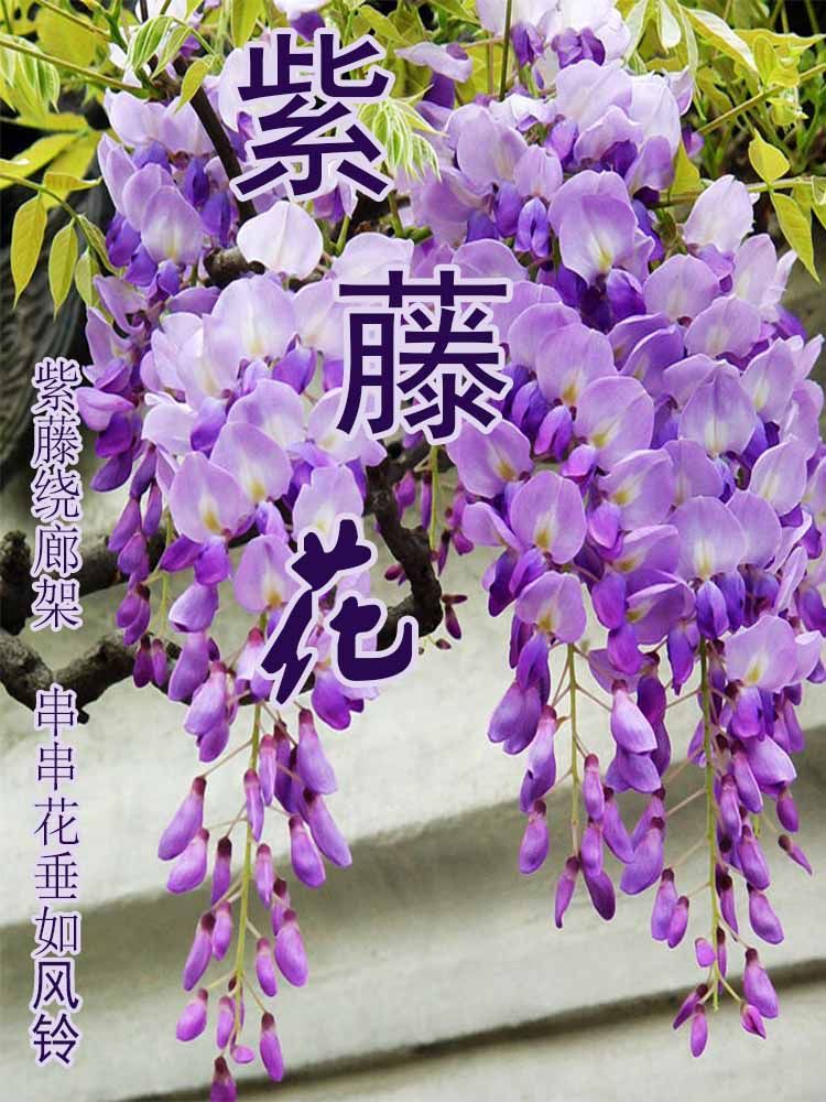 树苗盆栽多花紫藤