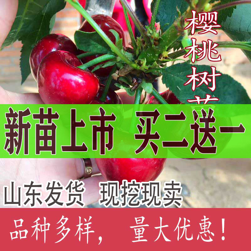 车厘子美早樱桃树苖特大阳台盆栽