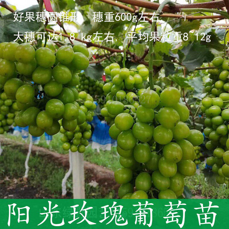 阳光玫瑰葡萄树苗盆栽爬藤果树大苗庭院南北方种植葡萄苖当年结果