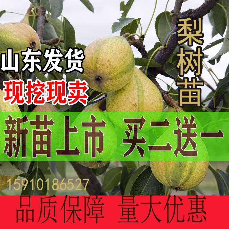 嫁接梨树苗南北方种植果树苗甜脆