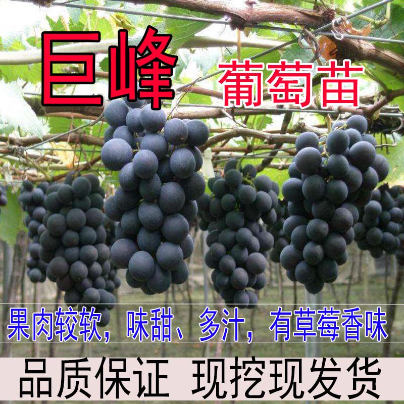 葡萄果树苗阳光玫瑰特大爬藤盆栽