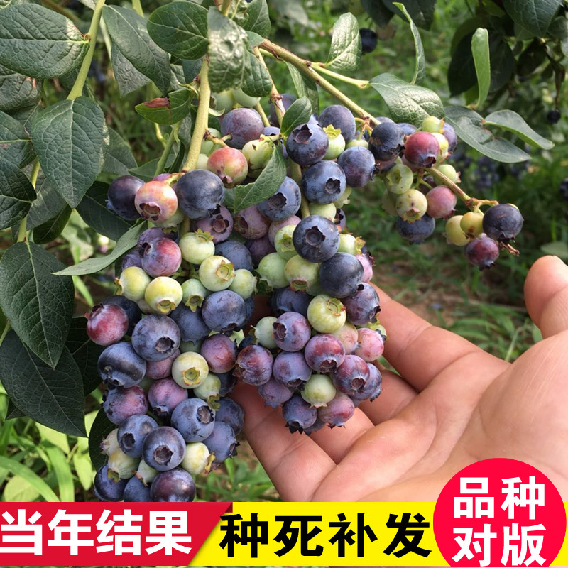 蓝莓树果苗阳台四季盆栽果树苗特大蓝莓苗南北方室外种植当年结果