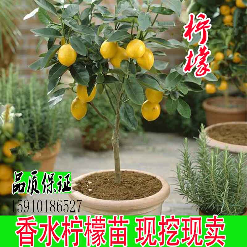 四季香水柠檬苗树苗盆栽室内阳台