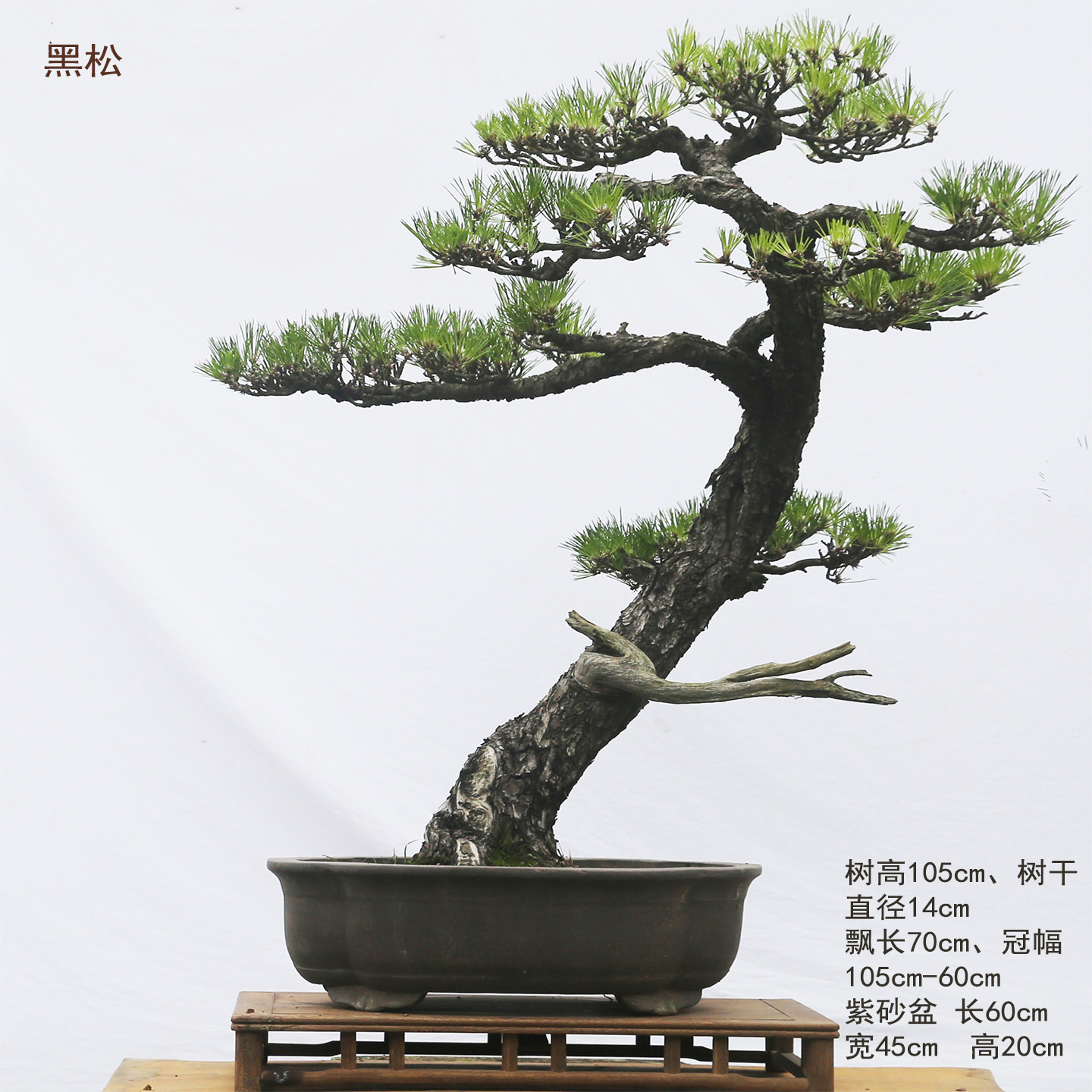 【一物一拍】大型高档盆景、黑松老桩、日本黑松、急售可降价