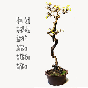 【一物一拍】中型盆景、黄荆老桩、高档文人树盆景、适合庭院客厅