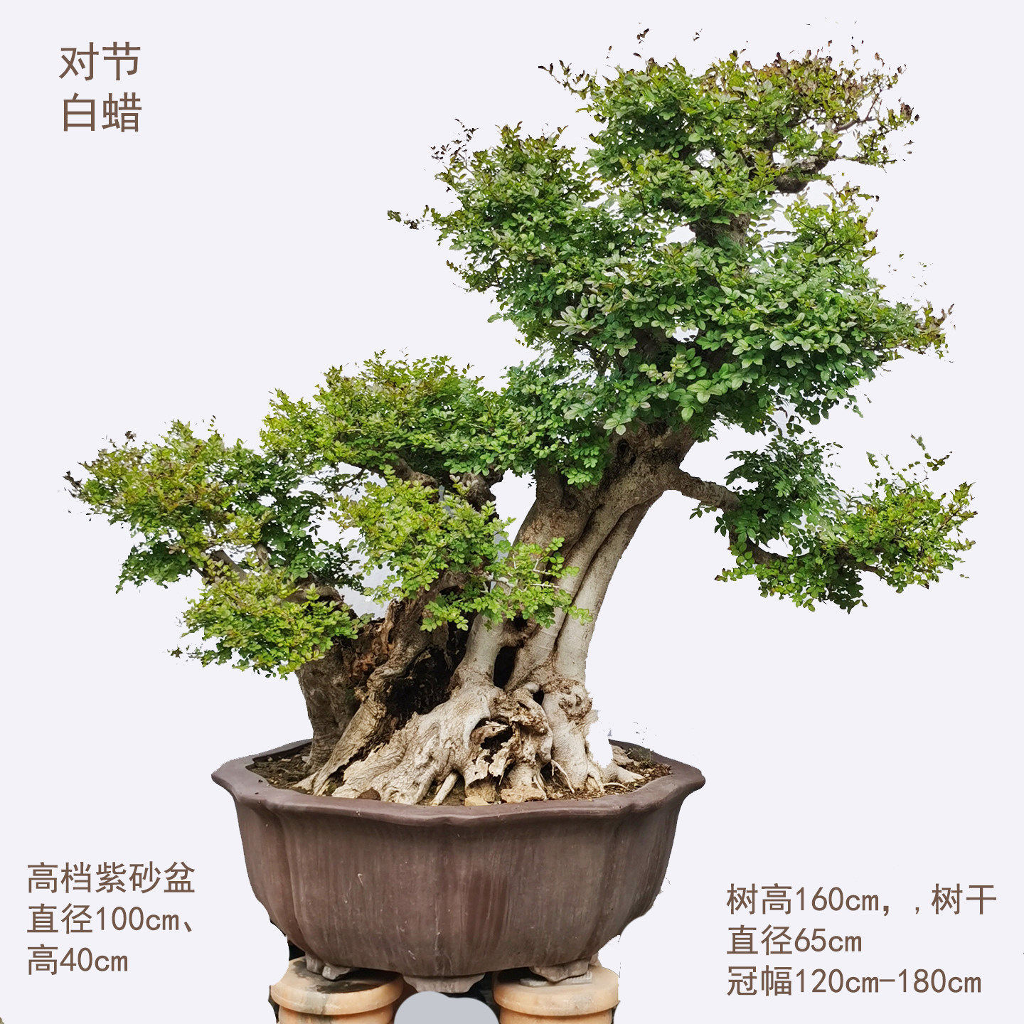 【一物一拍】大型对节白蜡老桩盆景适合别墅庭院