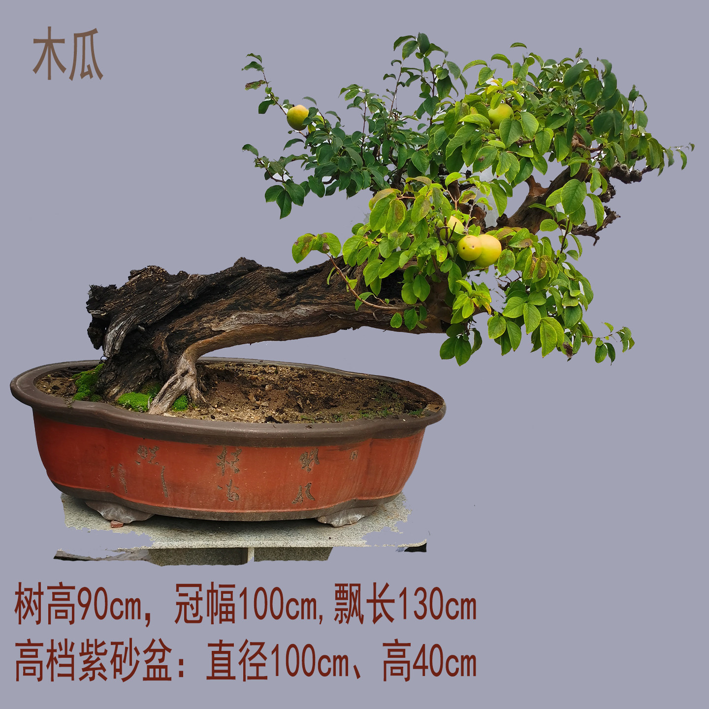 【一物一拍】大型木瓜老桩盆景适合别墅庭院观花观果