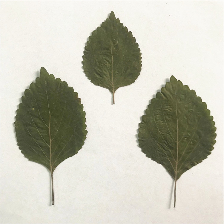 紫苏叶 天然树叶幼儿园学生手工贴画干花diy画框押花手机壳压花
