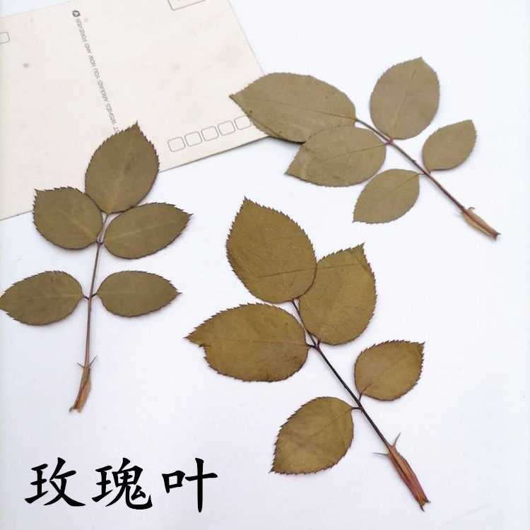 玫瑰叶 diy押花画压花干花儿童手工教学植物标本贴画框装饰