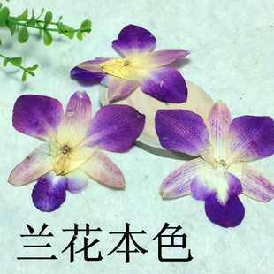 兰草押花画相框干花diy手工压花幼儿园学生教学植物标本真花 兰花