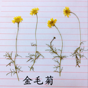 金毛菊 diy押花画压花书签香薰蜡烛干花永生花真花滴胶手机壳花材