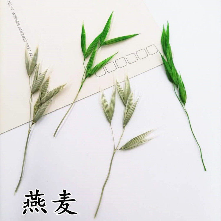 燕麦叶 幼儿园手工贴画干花diy画框押花香薰蜡片压花天然植物标本