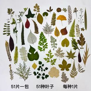 秋季树叶标本收集幼儿园手工制作树叶贴画儿童diy干树叶手工材料